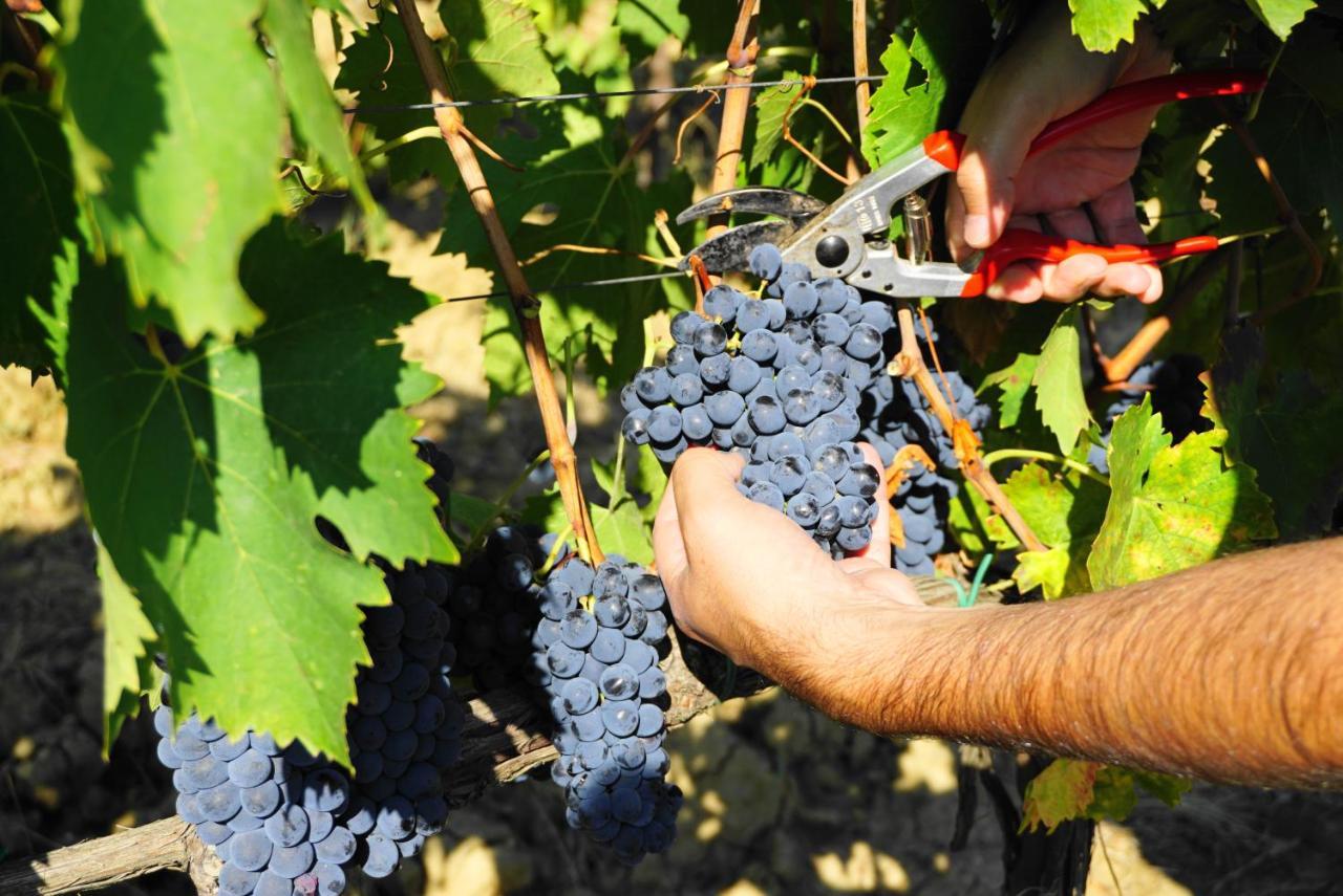 הוילה מונטריג'יוני Fattoria Lornano Winery מראה חיצוני תמונה