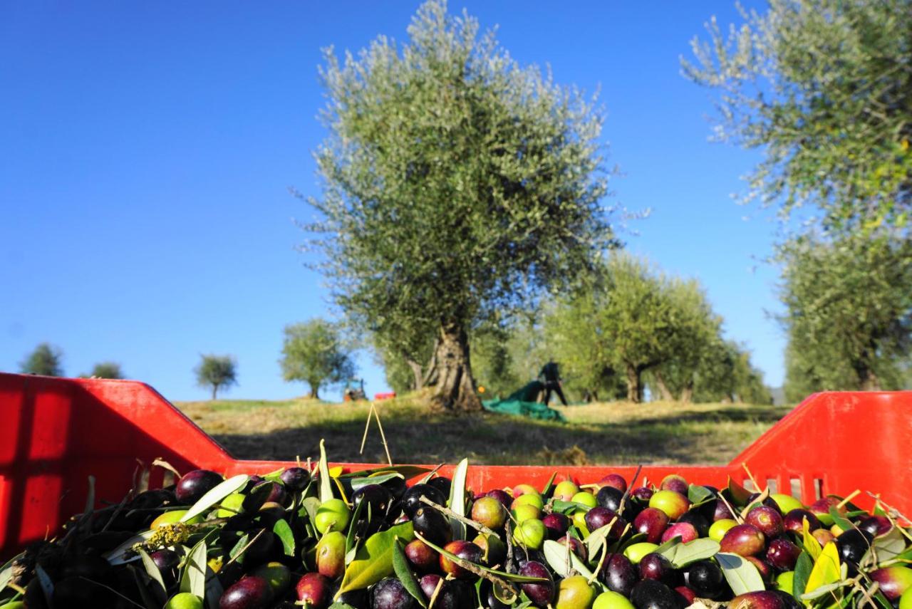 הוילה מונטריג'יוני Fattoria Lornano Winery מראה חיצוני תמונה