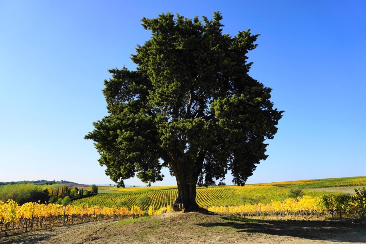 הוילה מונטריג'יוני Fattoria Lornano Winery מראה חיצוני תמונה